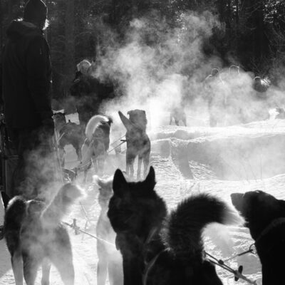 dogsledding